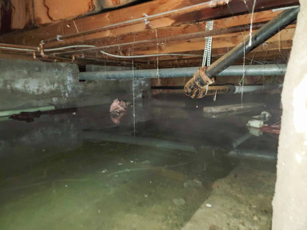 Best Professional water damage repair  in Galax, VA
